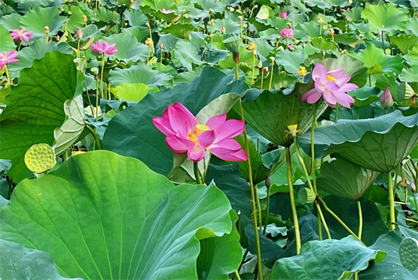 【圖說淮南】——滿庭芳•焦崗湖上蓮花