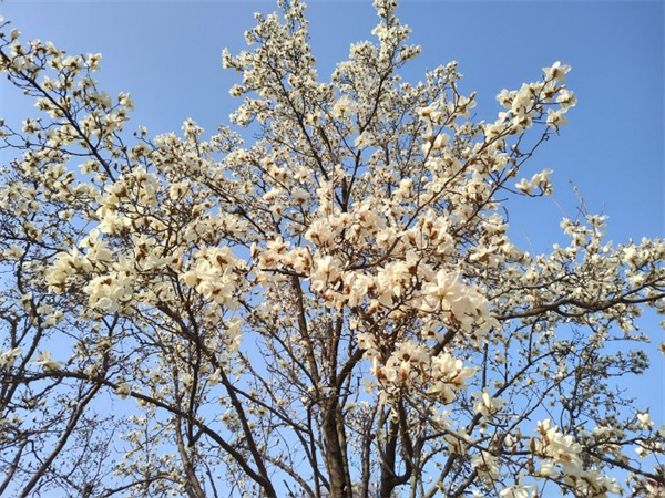 【圖說淮南】——洞山賓館玉蘭花