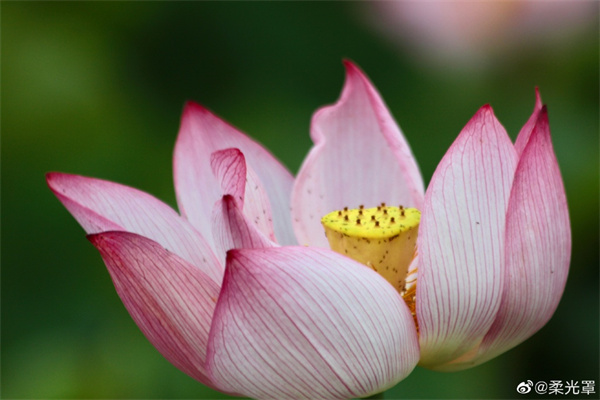 【圖說(shuō)淮南】——一朵芙蕖，開過(guò)尚盈盈