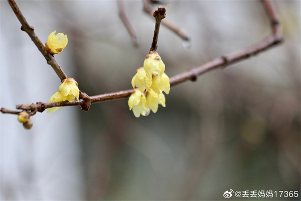 【圖說淮南】——墻角數(shù)枝梅，凌寒獨(dú)自開