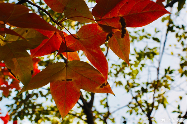 【圖說淮南】——楓葉紅了 