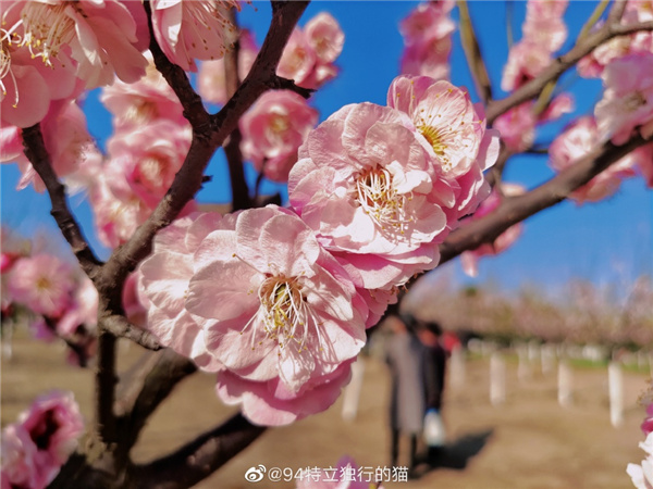 圖說淮南——春光瀲滟，如花似錦