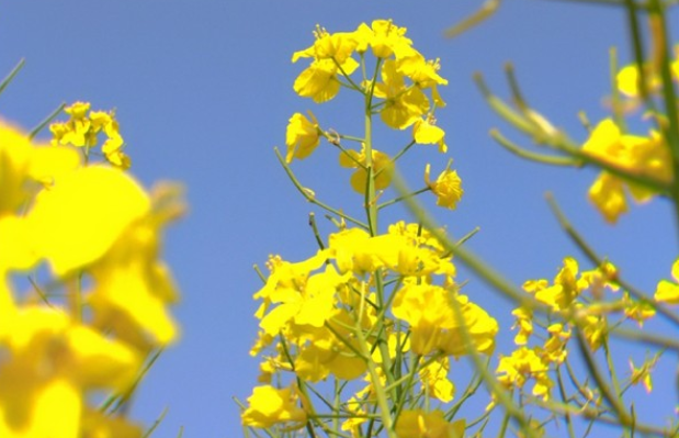 圖說淮南——油菜花迎來綻放期