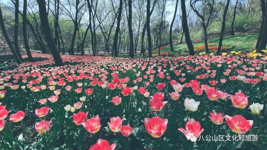 來八公山“郁”見最美花海~